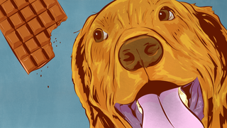 Cuáles son las comidas más peligrosas para los perros (y por qué)